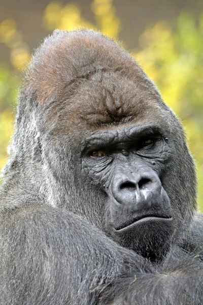 Männlicher Silberrücken-Gorilla — Stockfoto