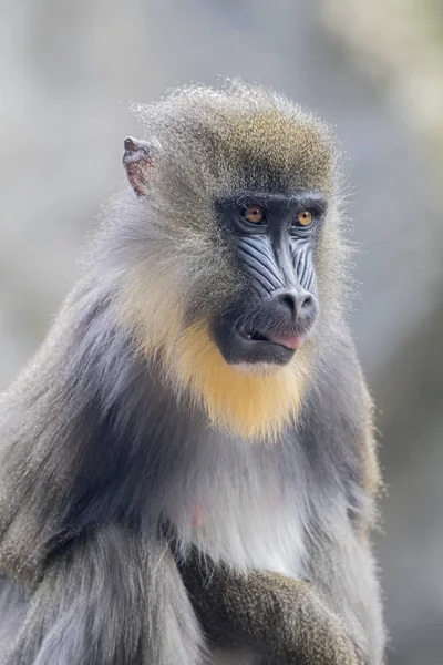 primat, erkek Mandrill'di
