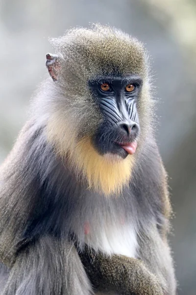 primat, erkek Mandrill'di