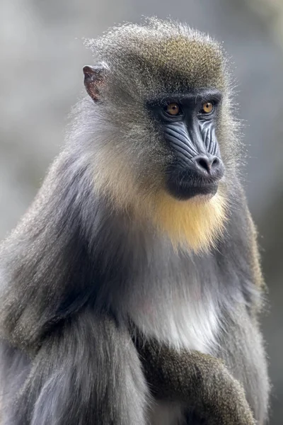 Primate, macho Mandrill — Foto de Stock