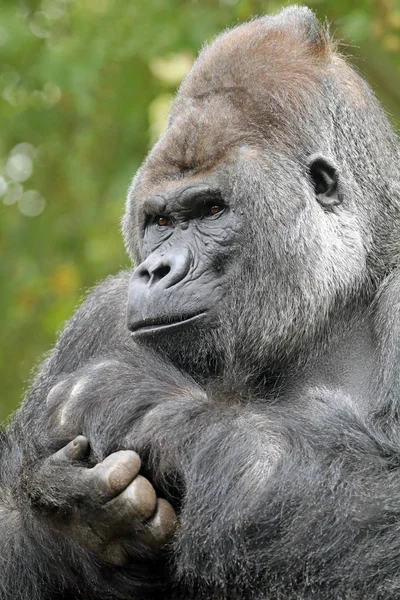 Gorilas dorso dorsal macho — Foto de Stock