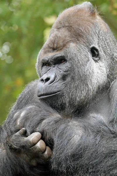 Männlicher Silberrücken-Gorilla — Stockfoto