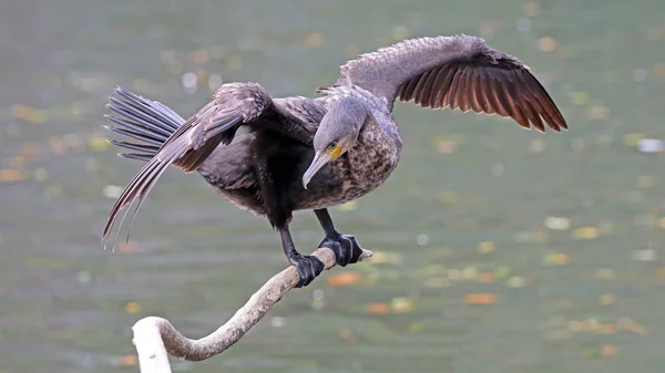 Cormoran noir sur branche — Photo