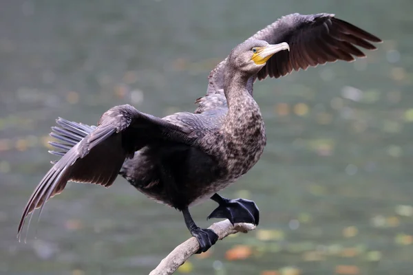 Cormorán negro en rama — Foto de Stock