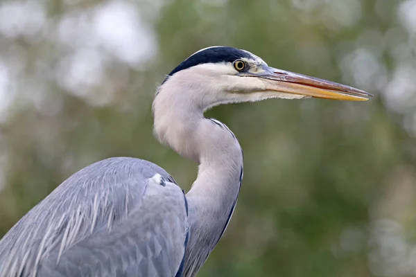 Hermosa garza azul — Foto de Stock