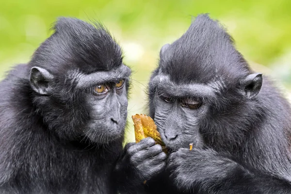 Two Crested Macaques — Stock Photo, Image