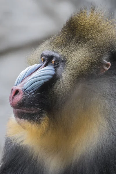 Примат, самец Мандрилл — стоковое фото