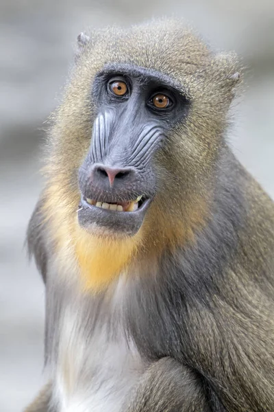 Primaat, mannelijke Mandrill — Stockfoto