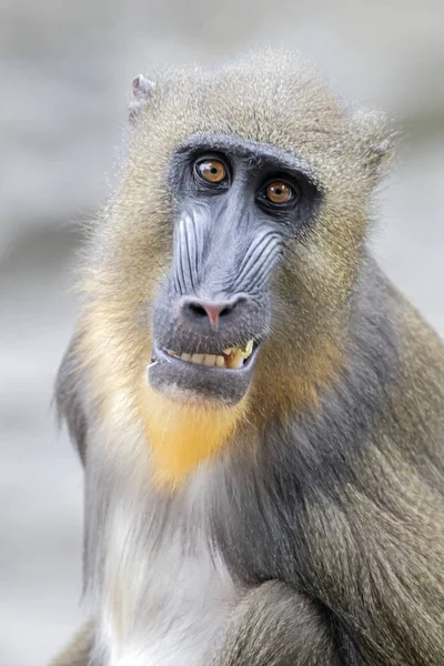 primat, erkek Mandrill'di