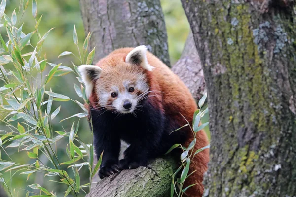 Panda vermelho na árvore — Fotografia de Stock