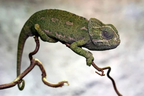 Wielki Jemen kameleon — Zdjęcie stockowe