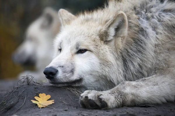 Predator, witte wolf — Stockfoto