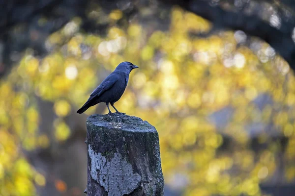 Jackdaw bird standing — Stock Photo, Image