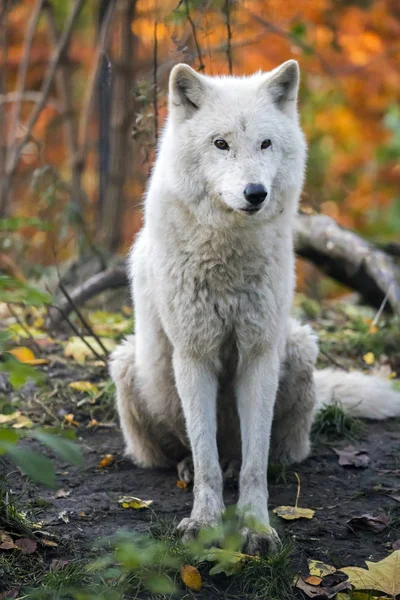 Depredador, lobo blanco —  Fotos de Stock