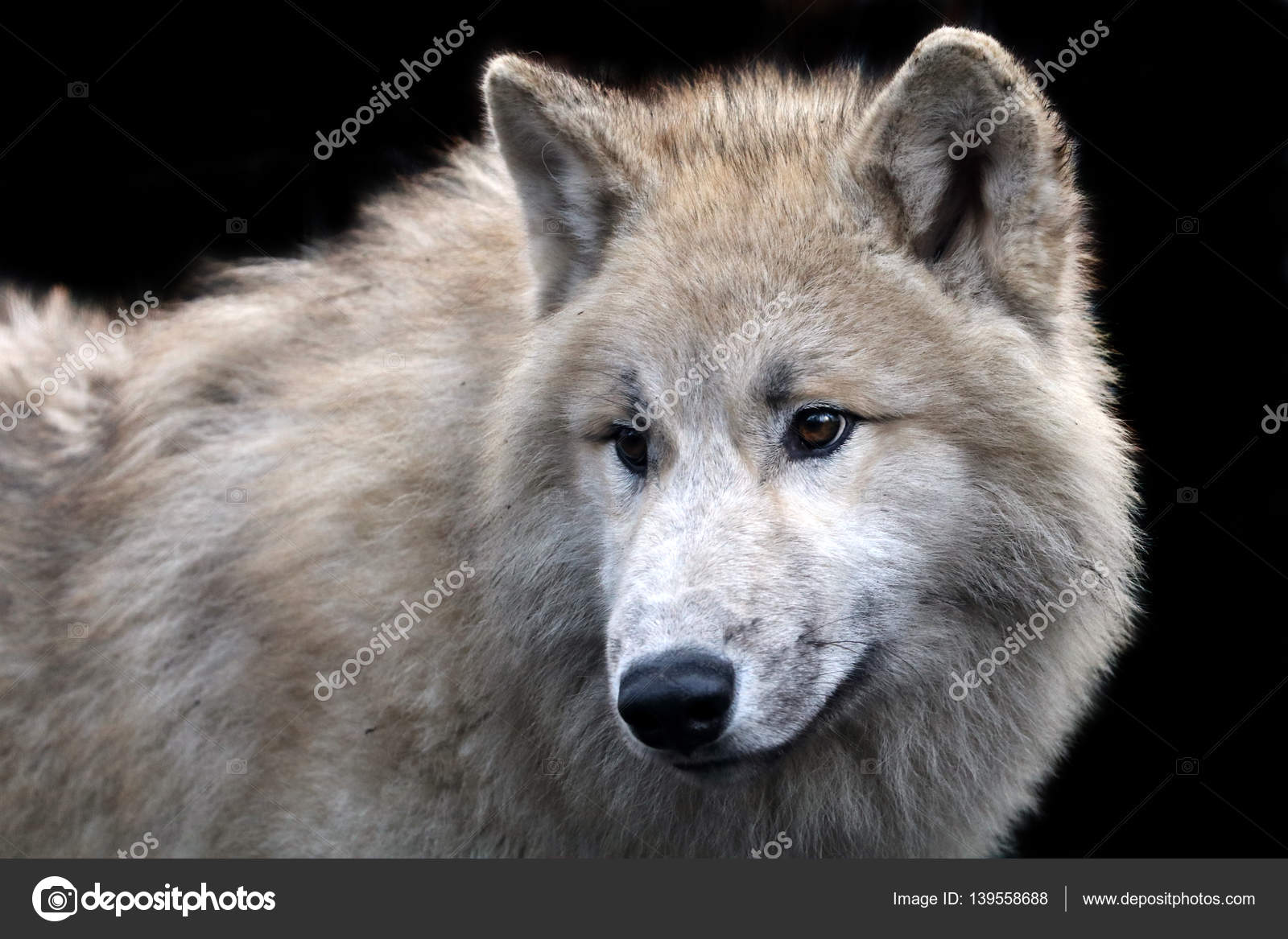 download avp wolf