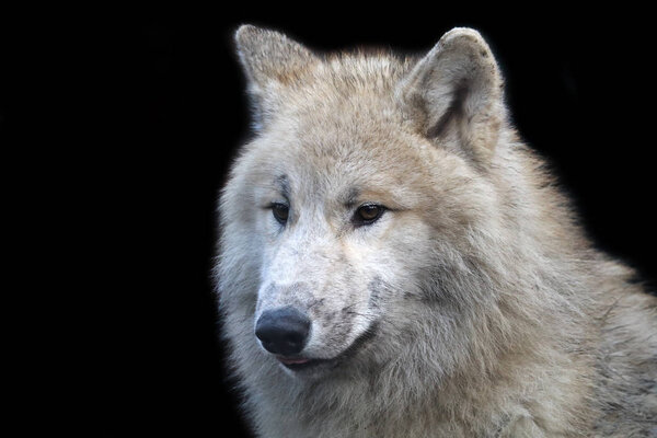 Predator, White wolf, close, up