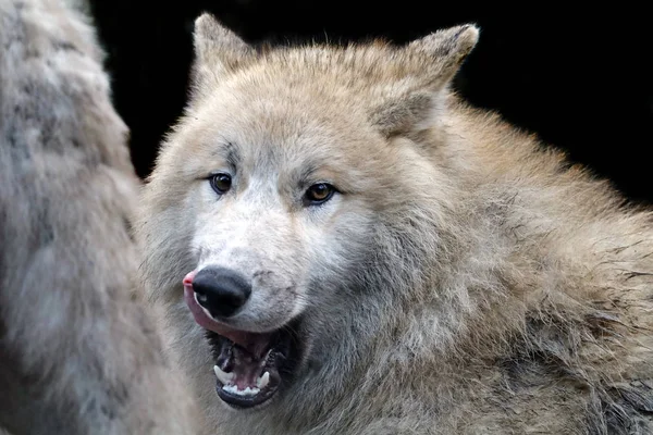Predator, witte wolf — Stockfoto