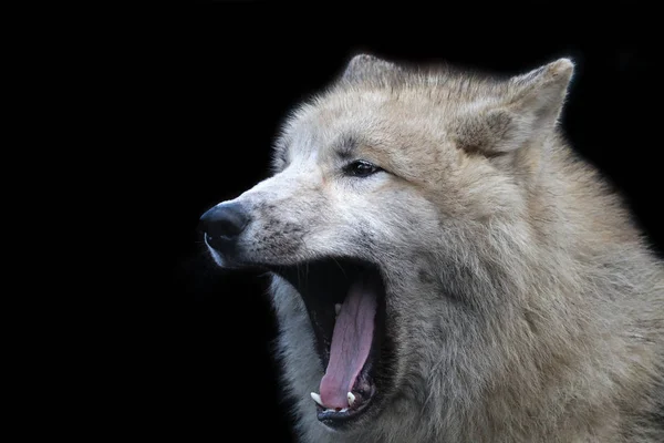 Predador, lobo branco — Fotografia de Stock