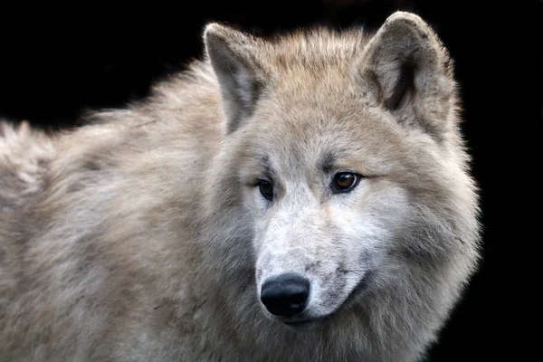 Predator, witte wolf — Stockfoto