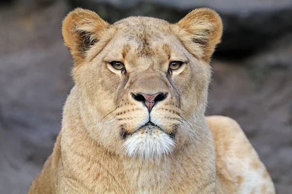 Schöne afrikanische Löwin — Stockfoto