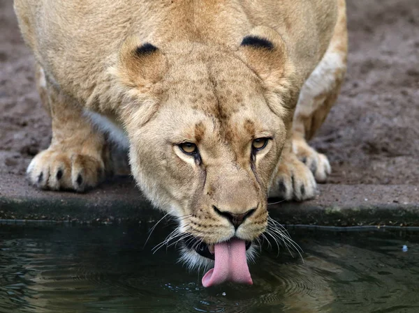 非洲母狮喝 — 图库照片