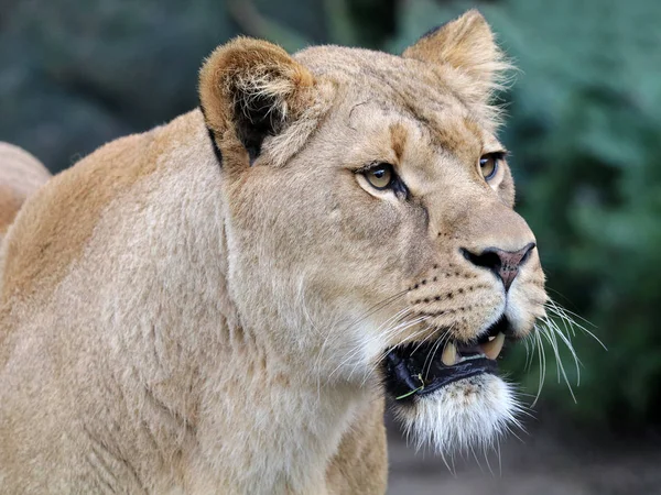 Hermosa leona africana —  Fotos de Stock