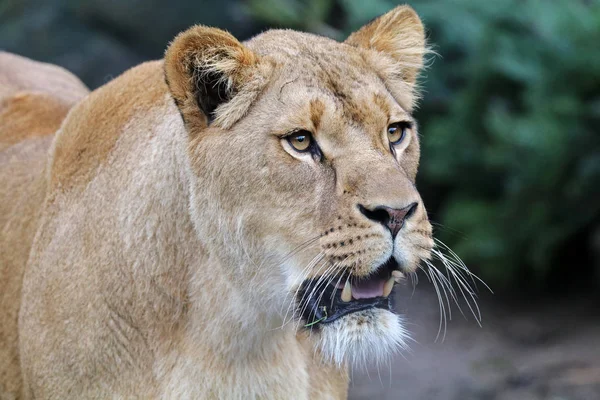 Bela leoa africana — Fotografia de Stock