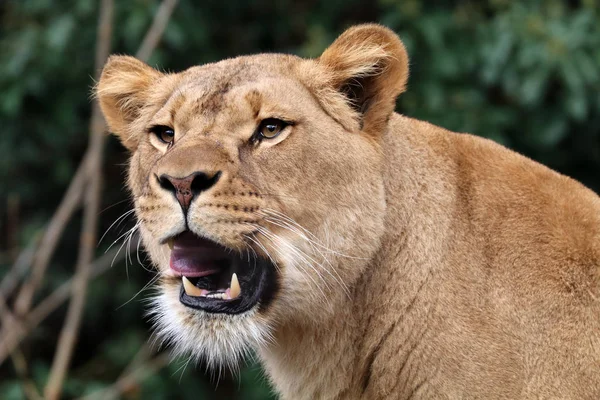 Krásná africká lvice — Stock fotografie