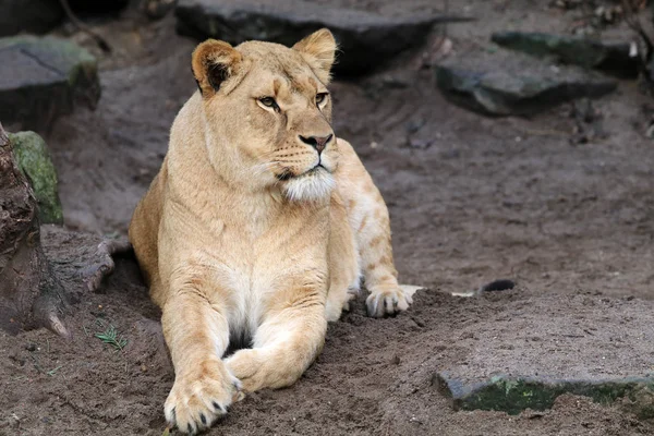 Belle Lionne africaine — Photo