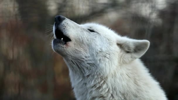 White wolf howling Stock Footage