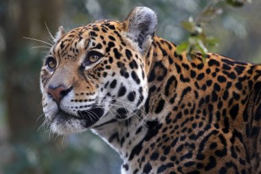 büyük erkek Jaguar