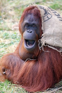 Cute Orang utan