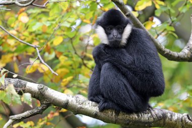 Bir ağaçta oturuyor Gibbon