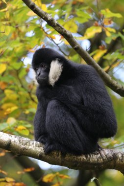 Bir ağaçta oturuyor Gibbon