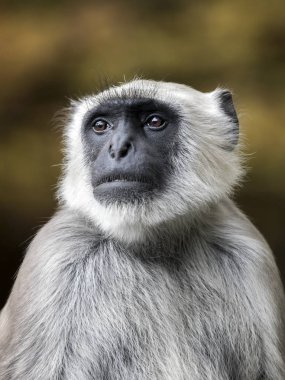 Bir ağaçta oturuyor hanuman Langur