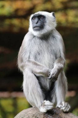 Bir ağaçta oturuyor hanuman Langur