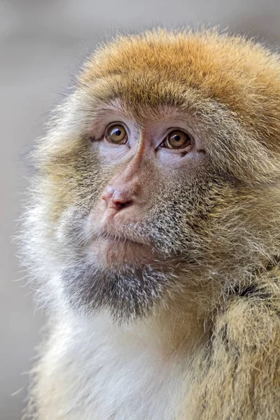 바바리 원숭이의 클로즈업 — 스톡 사진