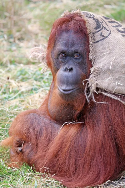 Cute Orang utan — Stok fotoğraf
