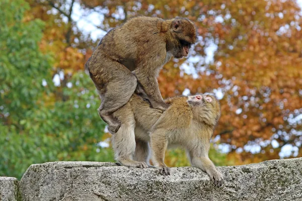 Ζευγάρωμα Βαρβαρία macaques — Φωτογραφία Αρχείου