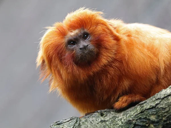 Golden lion tamarin — Stock Photo, Image