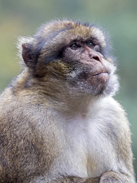 Primer plano del macaco de Berbería — Foto de Stock