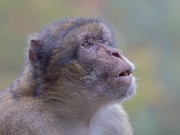 Zblízka barbary macaque — Stock fotografie