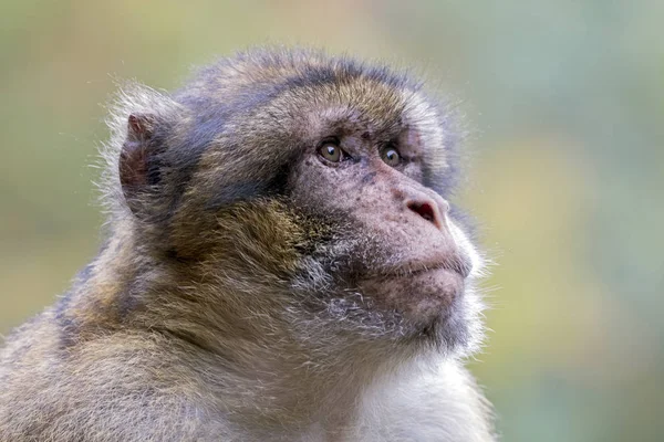 Primo piano del macaco barbaro — Foto Stock