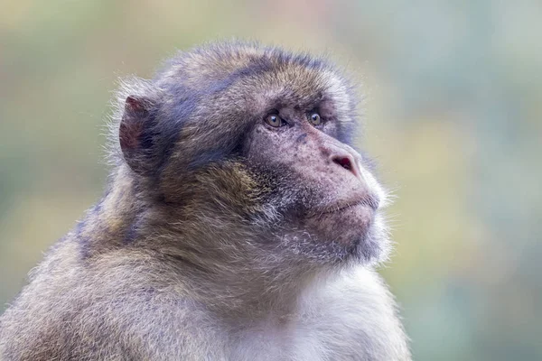 Zblízka barbary macaque — Stock fotografie