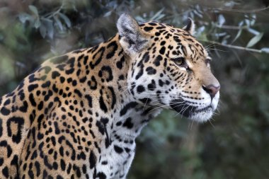 wild Jaguar in nature clipart