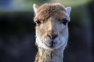 doğada vahşi vicuna