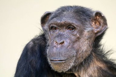 doğada vahşi şempanze