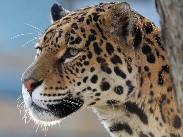 Dziki Jaguar w przyrodzie — Zdjęcie stockowe