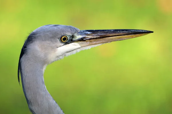 Blue Heron in nature — Stock Photo, Image