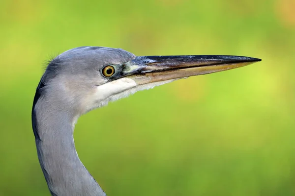 Garza azul en la naturaleza — Foto de Stock